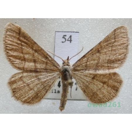 Isturgia murinaria (Denis & Schiffermüller, 1775) Czech54